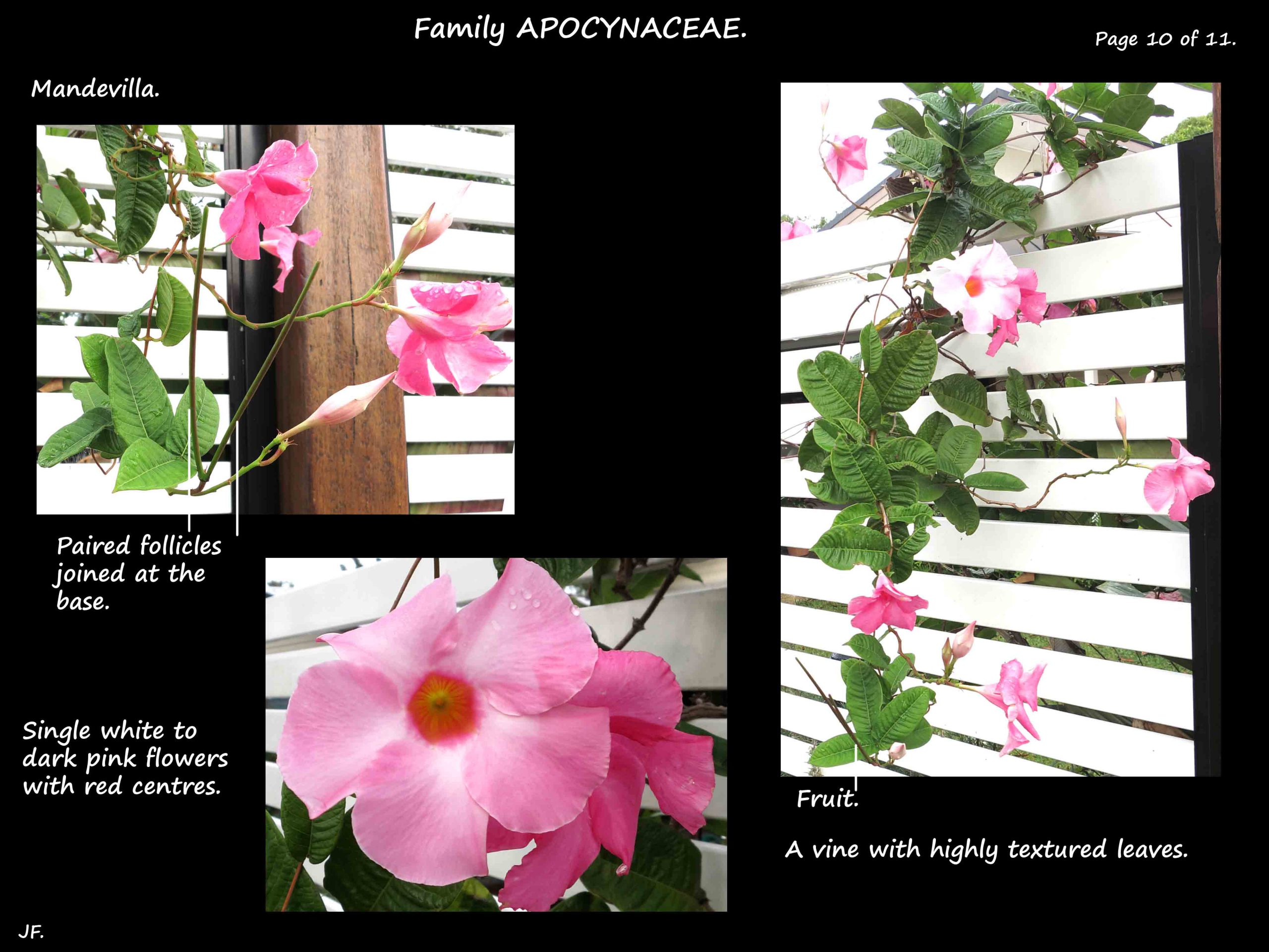 10 Single Pink Mandevilla